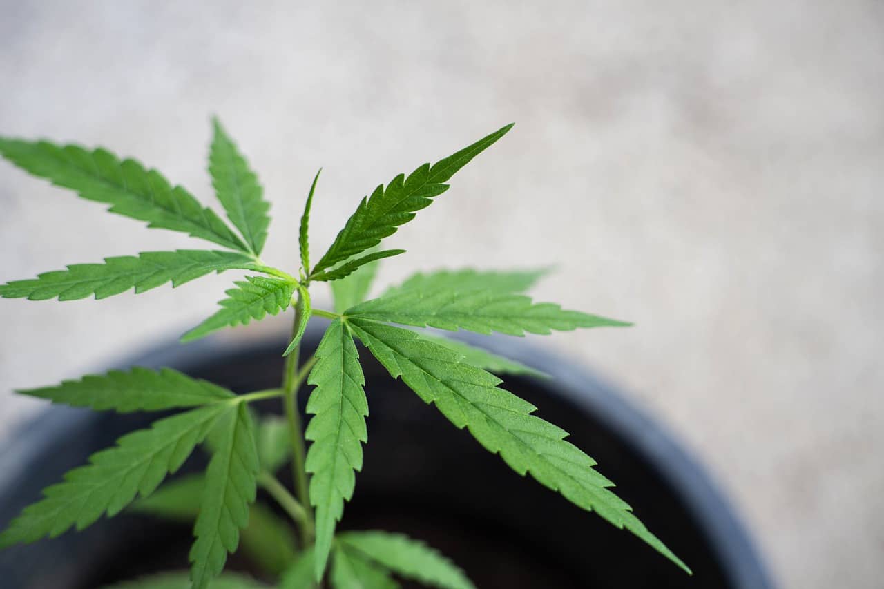 מהו בעצם סי בי די CBD?