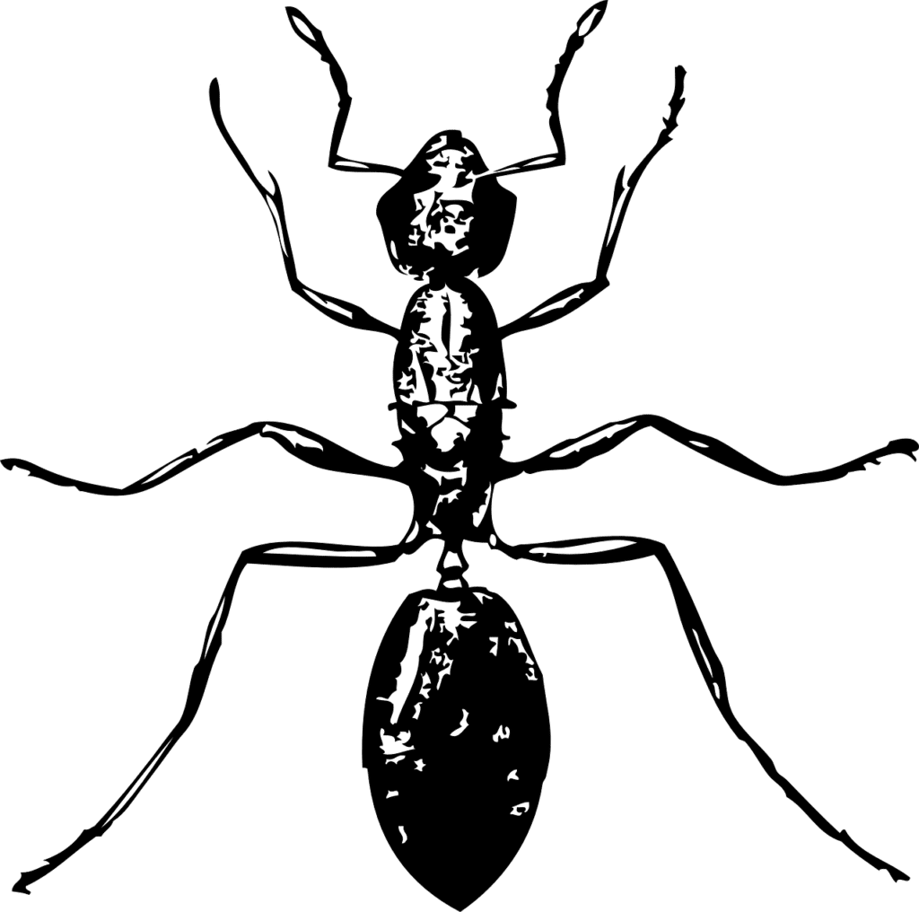נמלה